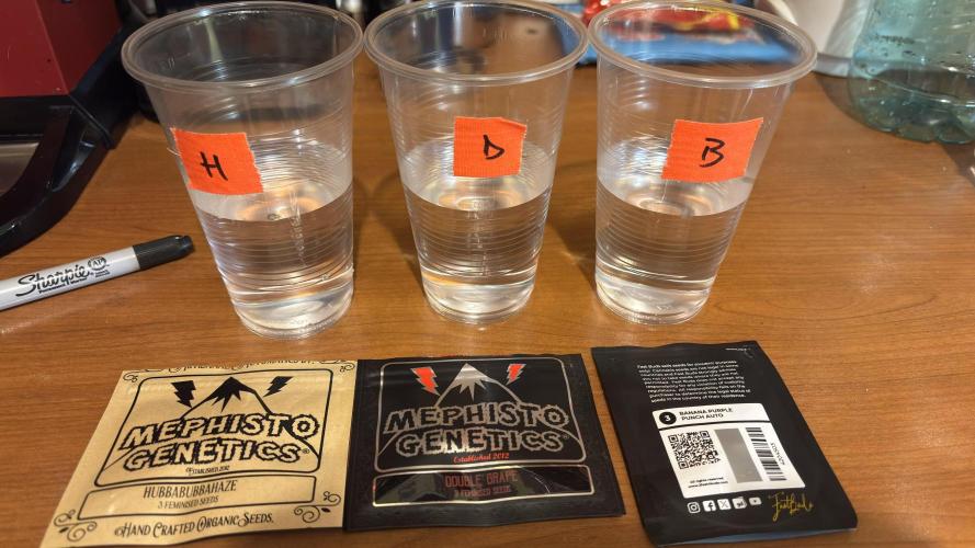 #2 Meph vs Fast. Week 0