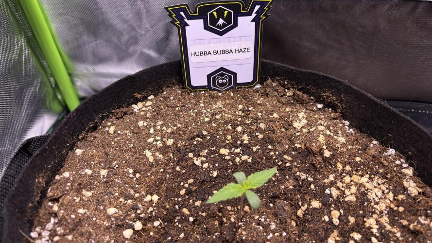 #2 MephBuds_1. Week 1