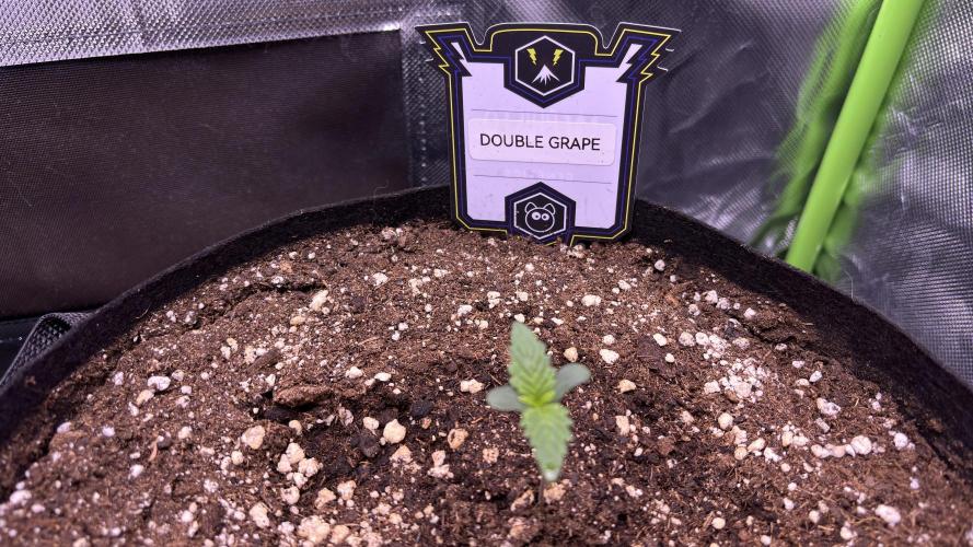 #2 MephBuds_1. Week 1