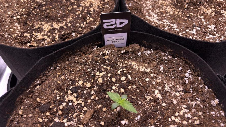 #2 MephBuds_1. Week 1