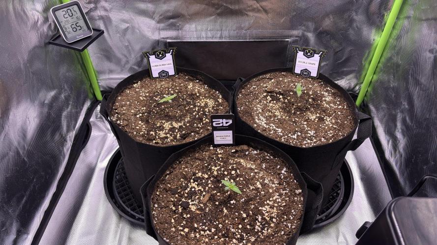 #2 MephBuds_1. Week 1