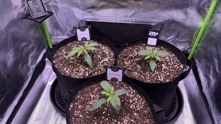 #2 MephBuds_1. Week 2