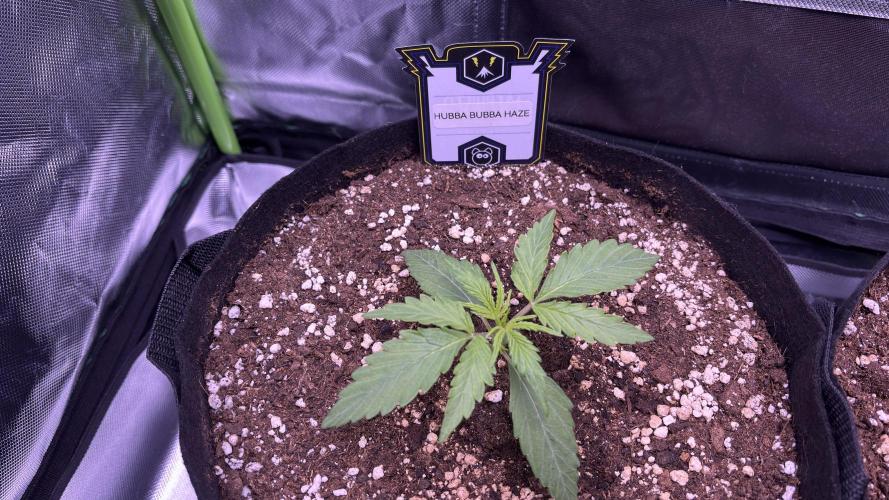 #2 MephBuds_1. Week 2