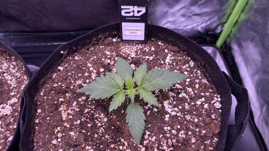 #2 MephBuds_1. Week 2