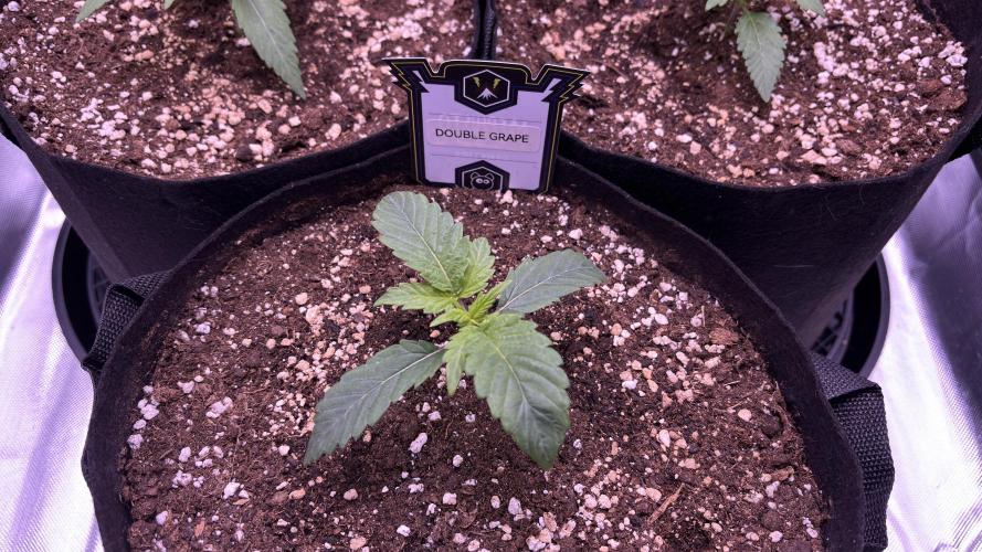 #2 MephBuds_1. Week 2