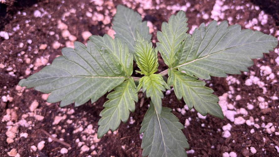 #2 MephBuds_1. Week 2