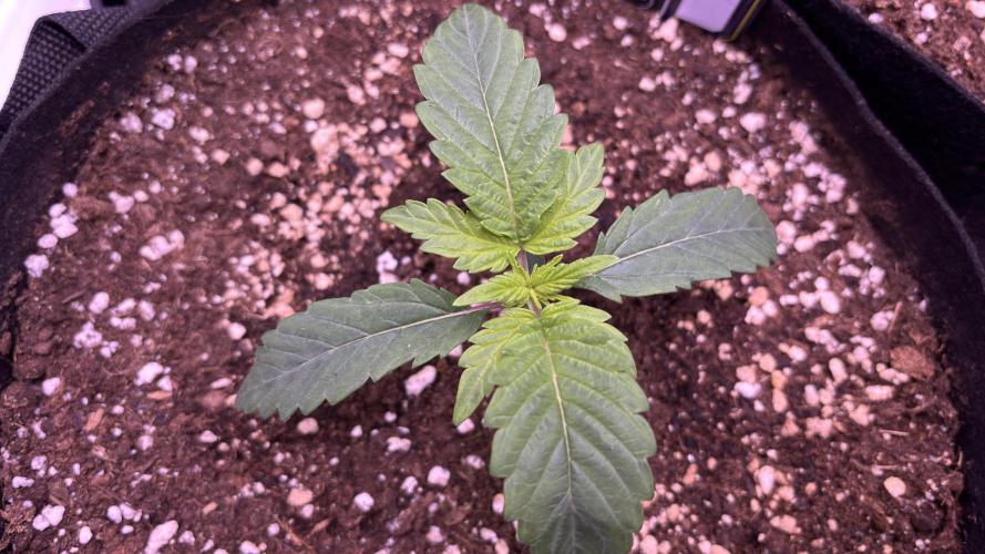 #2 MephBuds_1. Week 2