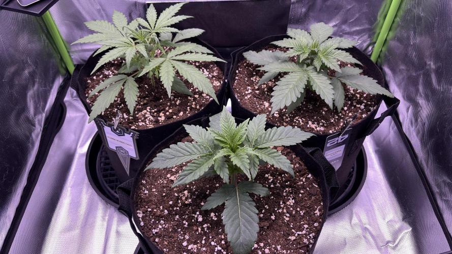 #2 MephBuds_1. Week 3