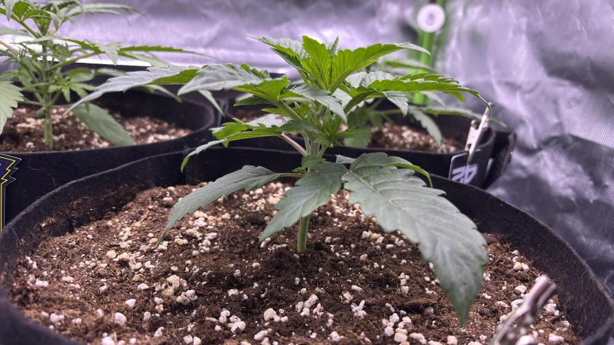 #2 MephBuds_1. Week 3 - DG