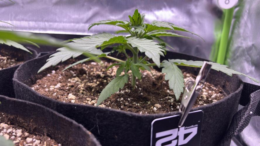 #2 MephBuds_1. Week 3 - BPP
