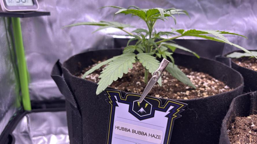 #2 MephBuds_1. Week 3 - HBBH