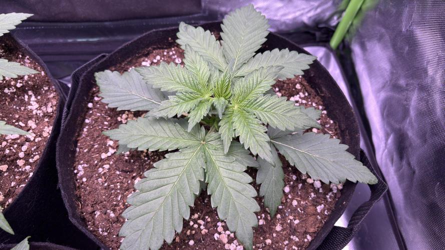 #2 MephBuds_1. Week 3 - BPP