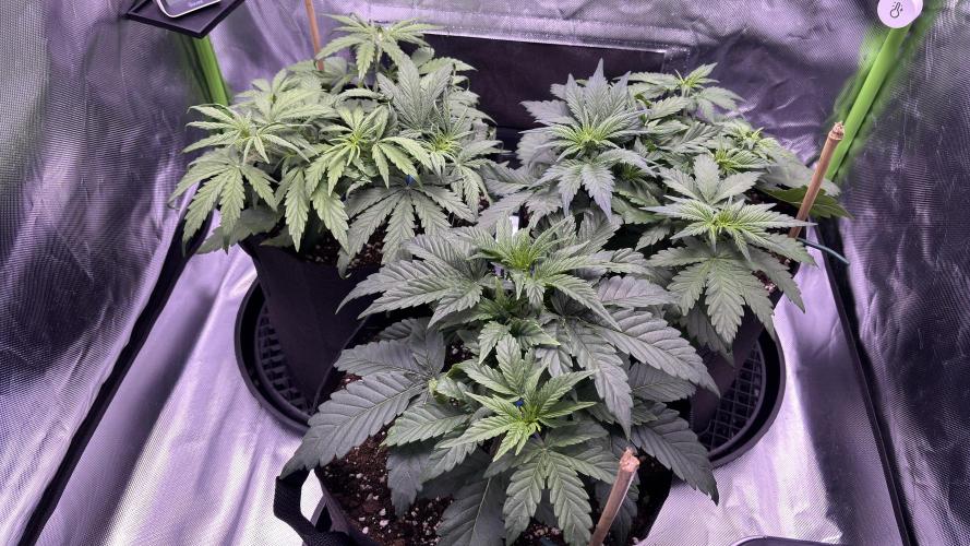 #2 MephBuds_1. Week 4