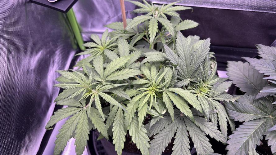 #2 MephBuds_1. Week 4 - HBH