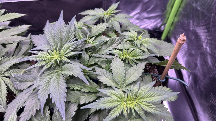 #2 MephBuds_1. Week 4 - BPP