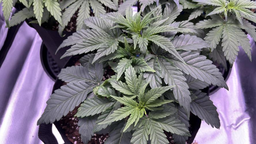 #2 MephBuds_1. Week 4 - DG