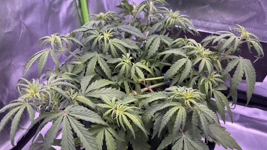 #2 MephBuds_1. Week 5 - HBH