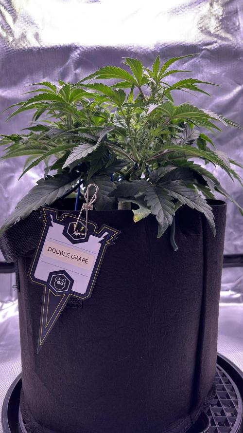 #2 MephBuds_1. Week 6 - DG