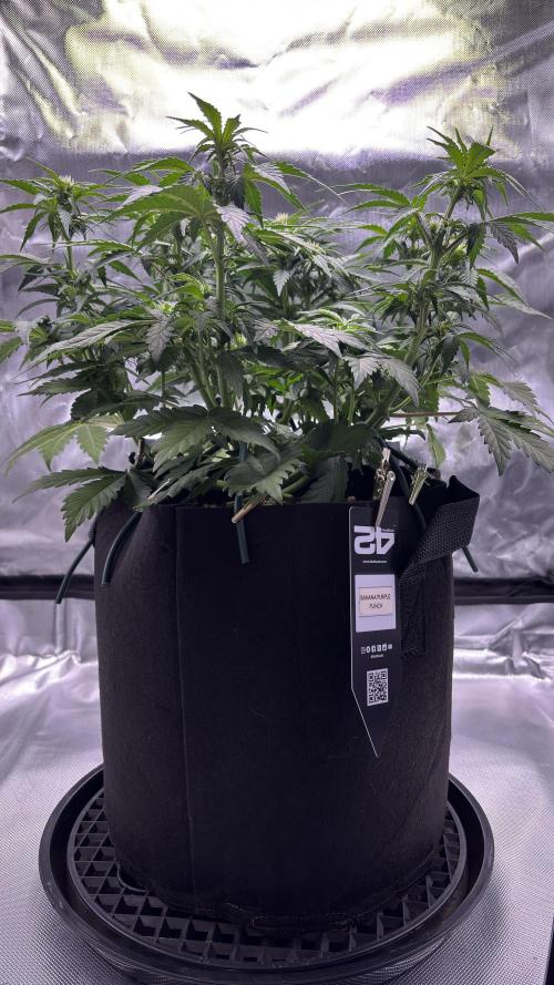 #2 MephBuds_1. Week 6 - BPP