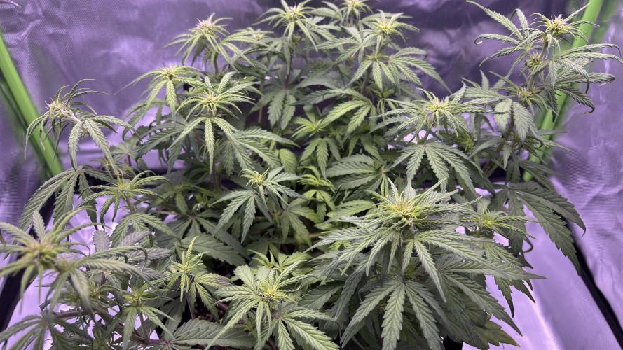 #2 MephBuds_1. Week 6 - HBH