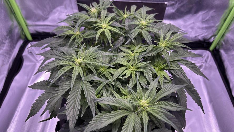 #2 MephBuds_1. Week 6 - DG