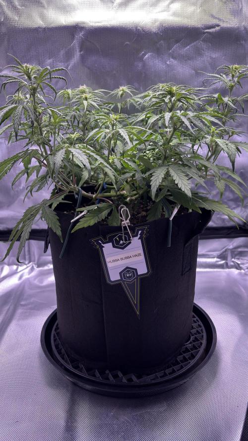 #2 MephBuds_1. Week 6 - HBH