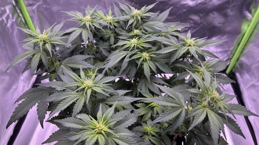 #2 MephBuds_1. Week 6 - BPP