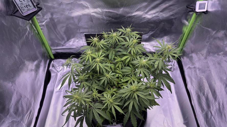 #2 MephBuds_1. Week 6 - HBH