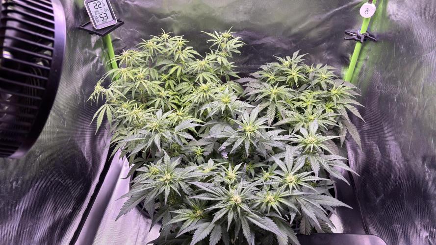 #2 MephBuds_1. Week 6