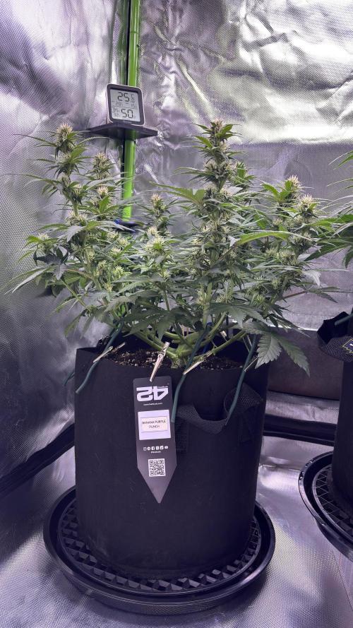 #2 MephBuds_1. Week 7 - BPP