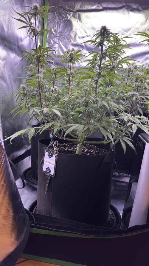 #2 MephBuds_1. Week 7 - HBH