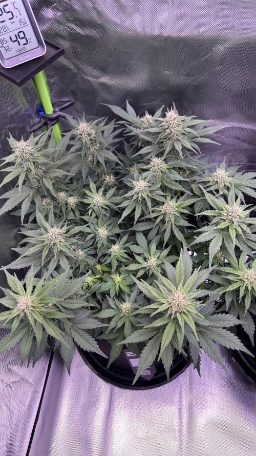 #2 MephBuds_1. Week 7 - BPP