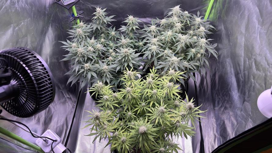 #2 MephBuds_1. Week 8