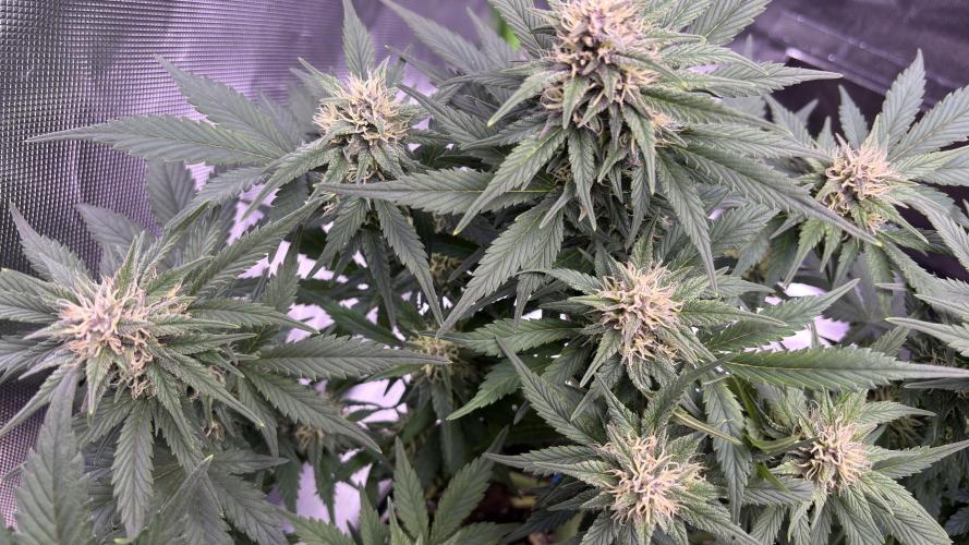 #2 MephBuds_1. Week 8 - BPP