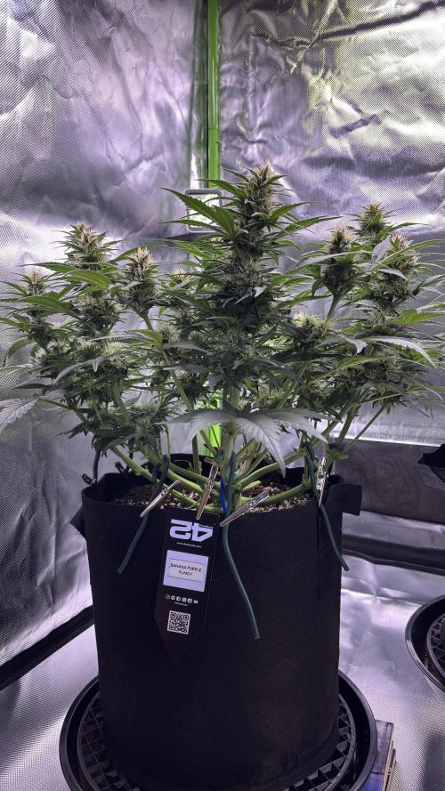 #2 MephBuds_1. Week 8 - BPP
