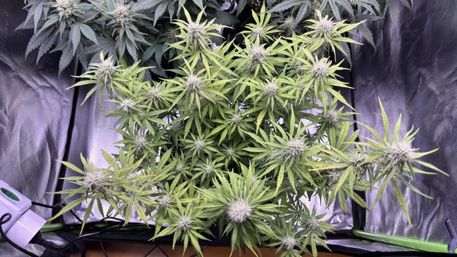 #2 MephBuds_1. Week 8 - HBH