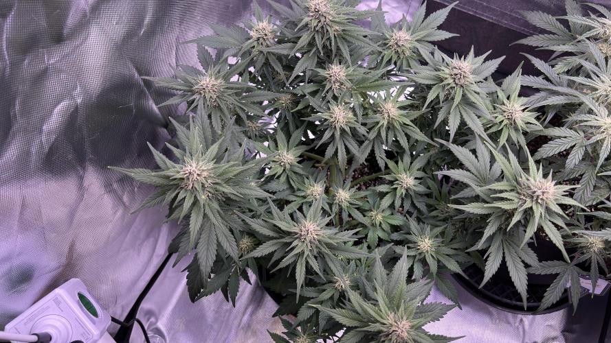 #2 MephBuds_1. Week 8 - BPP