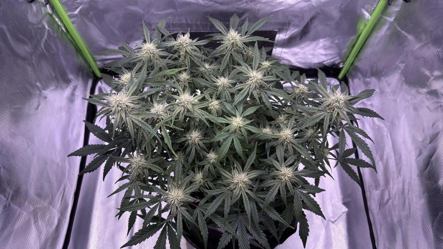 #2 MephBuds_1. Week 8 - DG