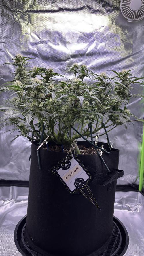 #2 MephBuds_1. Week 8 - DG