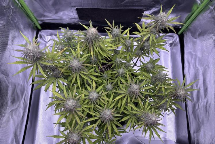 #2 MephBuds_1. Week 9 - HBH