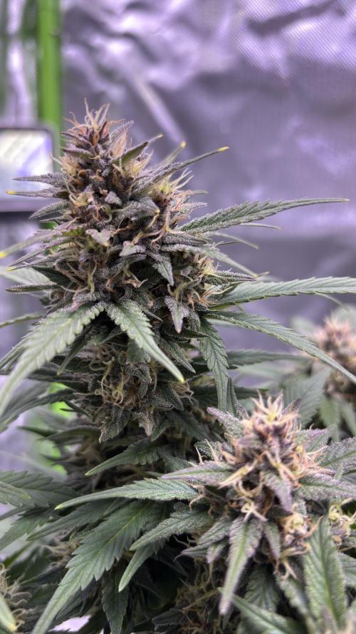 #2 MephBuds_1. Week 9 - BPP
