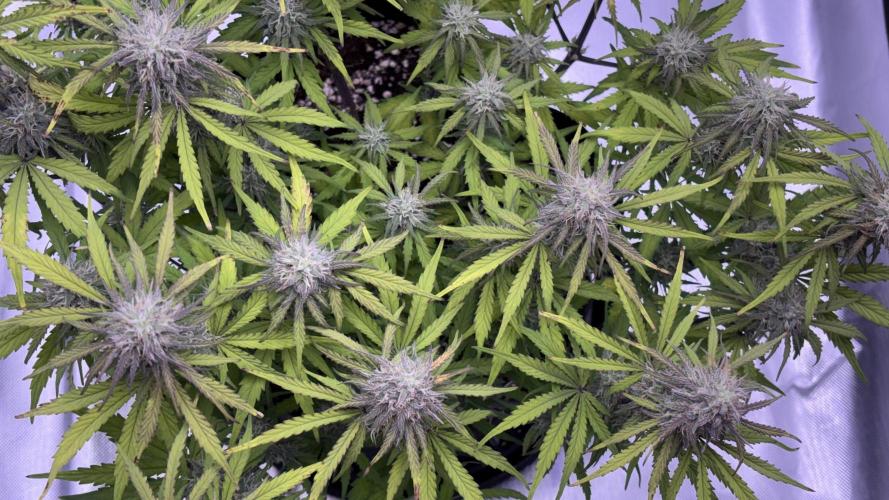 #2 MephBuds_1. Week 9 - HBH