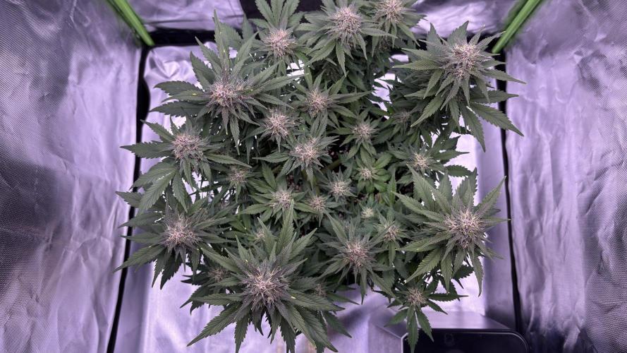 #2 MephBuds_1. Week 9 - BPP