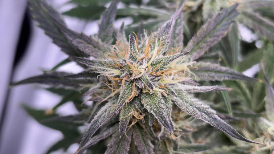 #2 MephBuds_1. Week 9 - DG