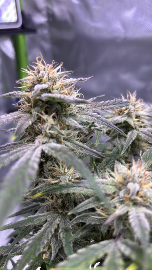 #2 MephBuds_1. Week 9 - DG