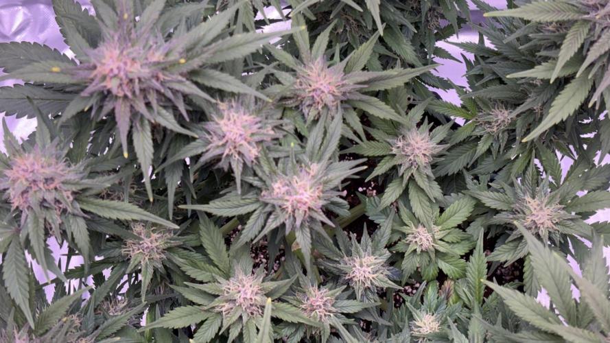 #2 MephBuds_1. Week 9 - BPP