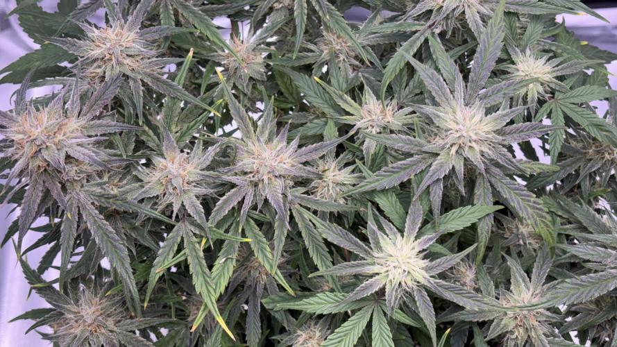 #2 MephBuds_1. Week 9 - DG