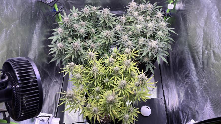 #2 MephBuds_1. Week 9