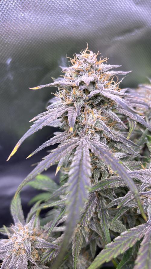 Meph_Buds 1. Week 10 - DG