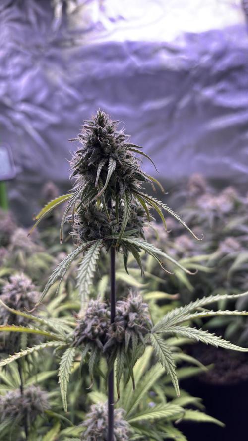 Meph_Buds 1. Week 10 - HBBH